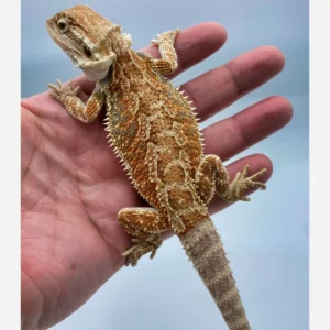 Red Highlight Bearded Dragon for sale