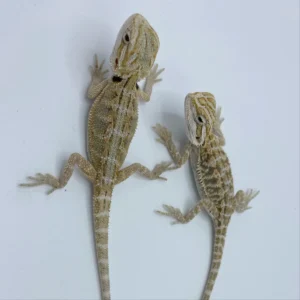 Hypo Snow Bearded Dragons for sale