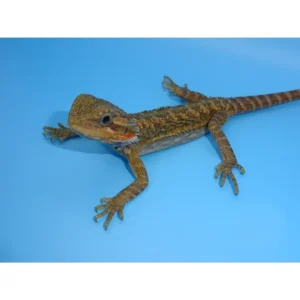 Translucent Bearded Dragons for sale