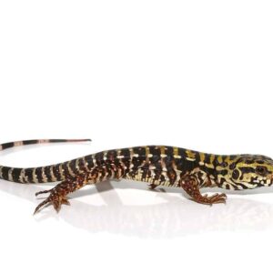 Baby Super Red Tegu for sale