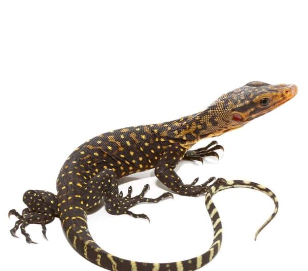 Baby Yellow Quince Monitor for sale