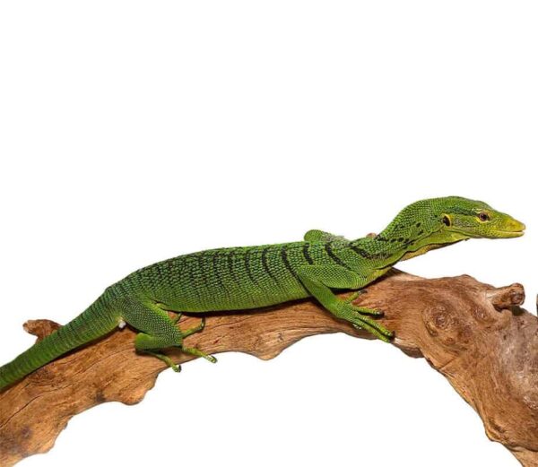 Green Tree Monitor for sale