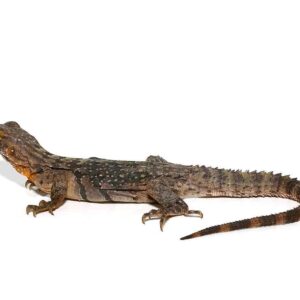 Spiny Tailed Iguana for sale