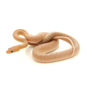 Baja Rat Snake for sale